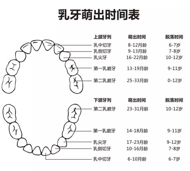 尚佳專業月嫂丨何時長牙才算正常？