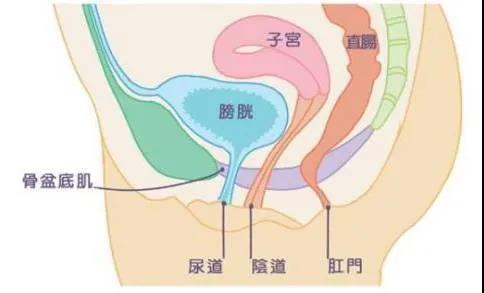 尚佳產后修復丨科普丨產后盆底肌的健康問題