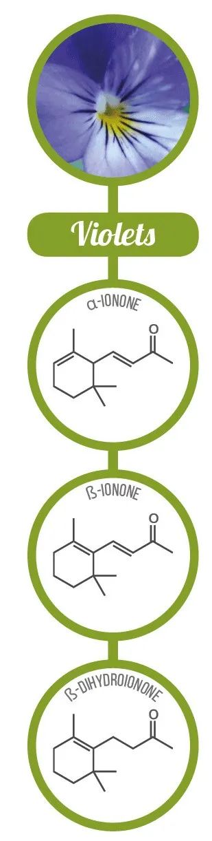 香精與香料(17)-香型與分子結(jié)構(gòu)特征的關(guān)系