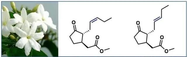 香精與香料(17)-香型與分子結(jié)構(gòu)特征的關(guān)系