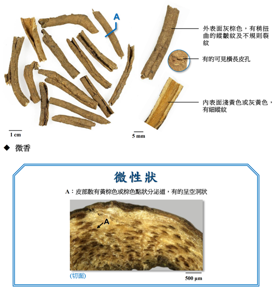 香精與香料(130)—五加皮