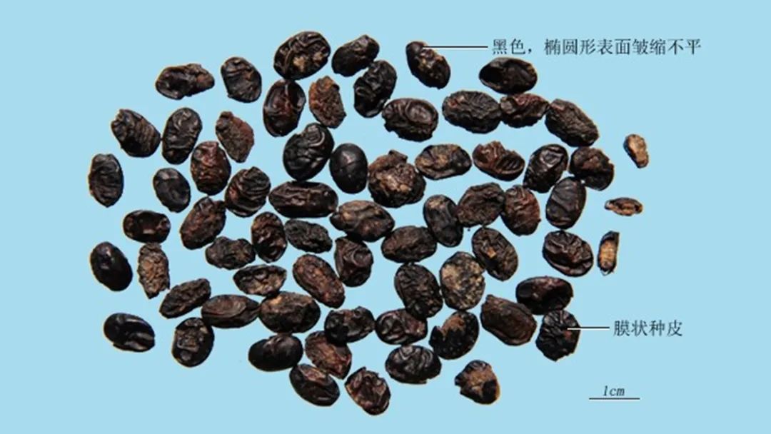 香精與香料(146)—淡豆豉