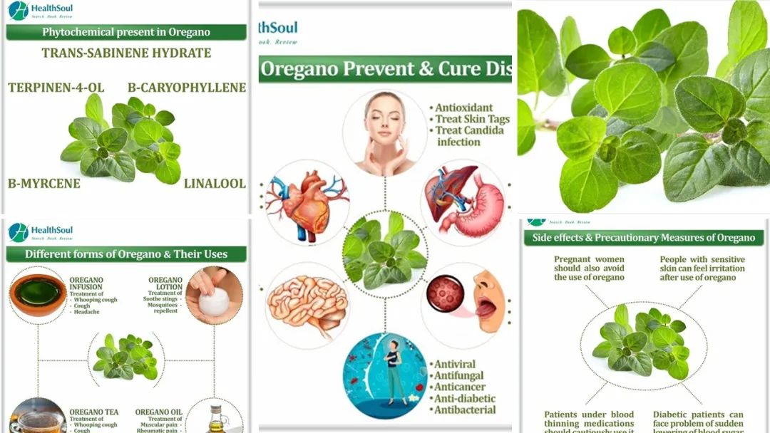 香精與香料(151)—牛至(Oregano)