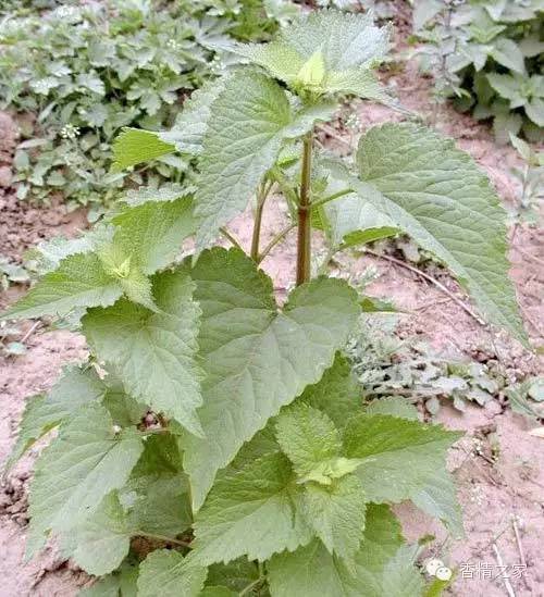 常用于制作香水的植物香料